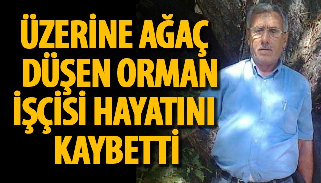 ÜZERİNE AĞAÇ DÜŞEN ORMAN İŞÇİSİ HAYATINI KAYBETTİ 