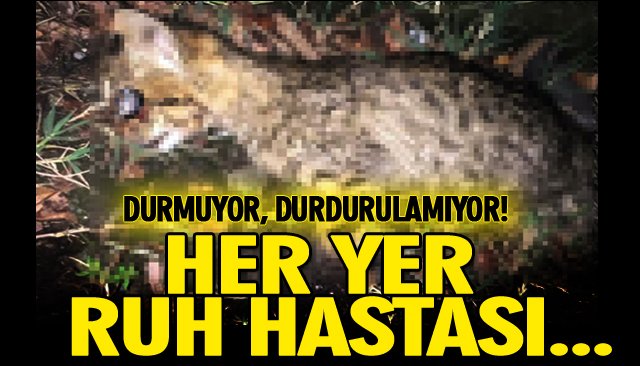 ´´YAVRU KEDİYE İŞKENCE´´ İDDİASI!