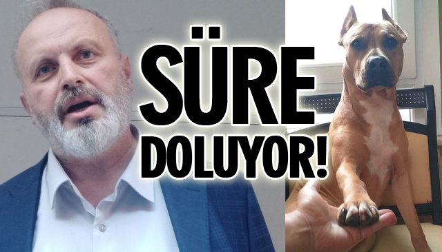 EVCİL HAYVAN SAHİPLERİ İÇİN VERİLEN SÜRE DOLUYOR!