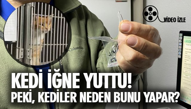 KEDİ İĞNE YUTTU! PEKİ, KEDİLER NEDEN BUNU YAPAR?