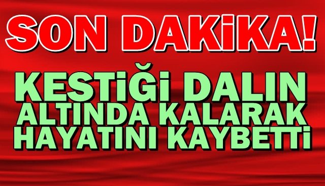 Kestiği dalın altında kalarak can verdi 