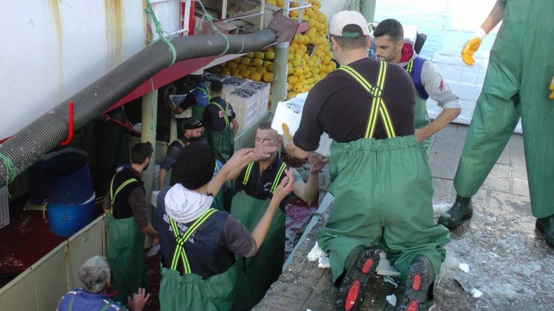 TONLARCA HAMSİ YAKALANDI, VATANDAŞA BEDAVA DAĞITILDI  - 2