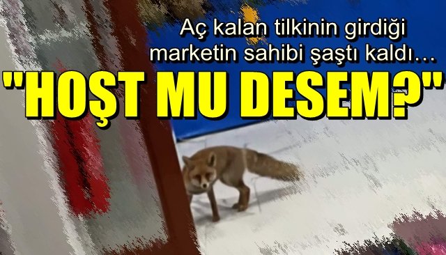 Aç kalan tilkinin girdiği marketin sahibi şaştı kaldı… “HOŞT MU DİYECEĞİZ?”