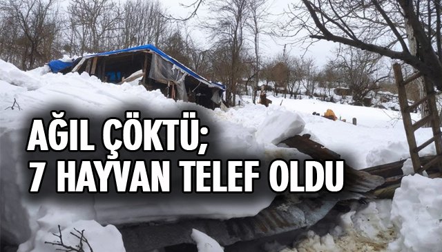 AĞIL ÇÖKTÜ; 7 HAYVAN TELEF OLDU