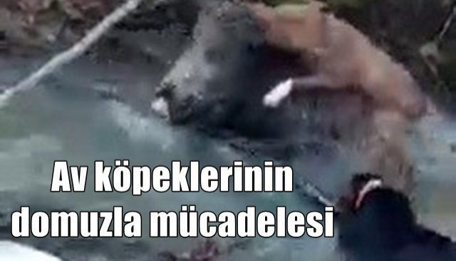 Av köpeklerinin domuzla mücadelesi