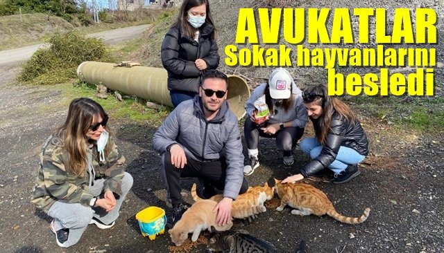 Avukatlar sokak hayvanlarını besledi