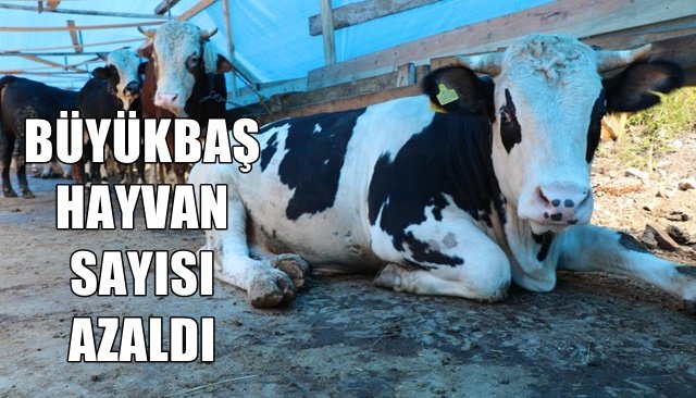 BÜYÜKBAŞ HAYVANSAYISI AZALDI