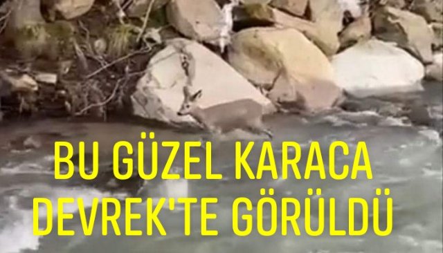 DEVREK´TE GÖRÜNEN KARACA İLGİ ODAĞI OLDU