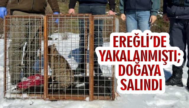 EREĞLİ’DE YAKALANMIŞTI; DOĞAYA SALINDI