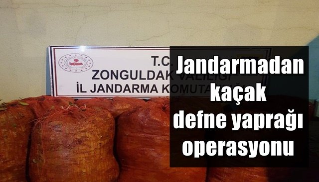  Jandarma ekiplerinde kaçak defne yaprağı operasyonu