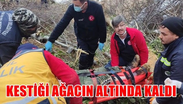  Kestiği ağacın altında kaldı