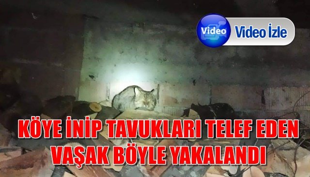 KÖYE İNİP TAVUKLARI TELEF EDEN VAŞAK BÖYLE YAKALANDI