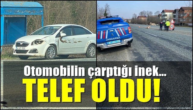 Otomobilin çarptığı inek telef oldu