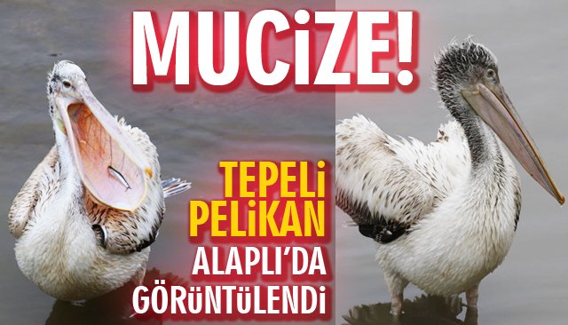 TEPELİ PELİKAN ALAPLI’DA GÖRÜNTÜLENDİ