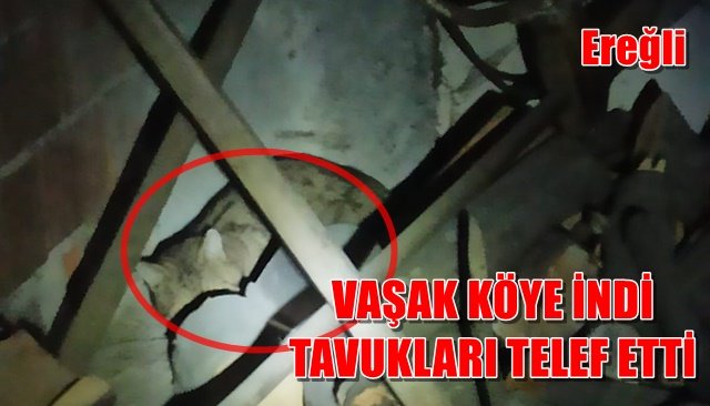 VAŞAK KÖYE İNDİ TAVUKLARI TELEF ETTİ