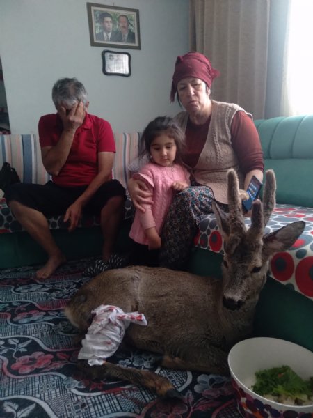 Yaralı karacayı evine alıp bebek gibi sevdi - 6