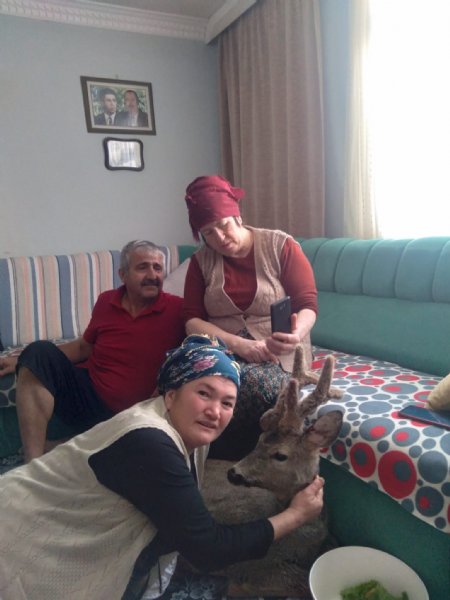 Yaralı karacayı evine alıp bebek gibi sevdi - 2