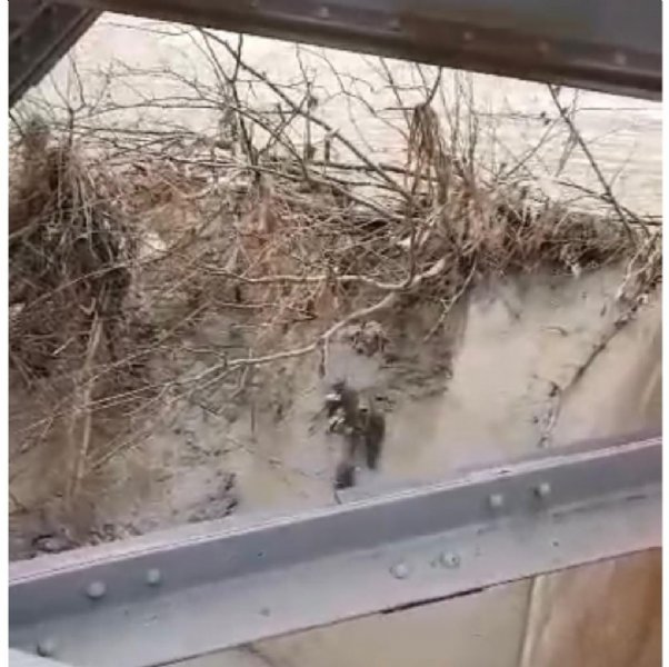 NEHİRDE SU SAMURLARI GÖRÜLDÜ! - 2