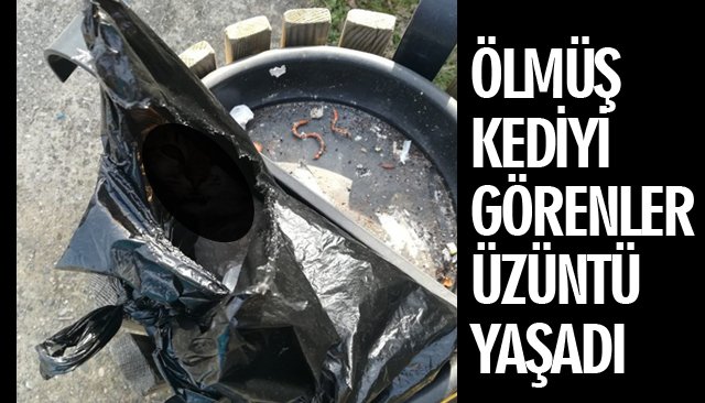 ÖLMÜŞ KEDİYİ GÖRENLER ÜZÜNTÜ YAŞADI