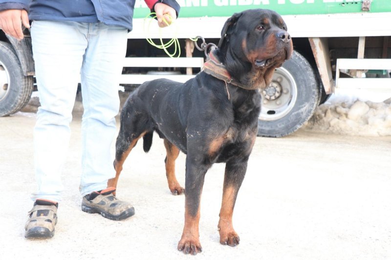 Sahibinden şiddet gören köpek… YENİ YUVASINDA - 1