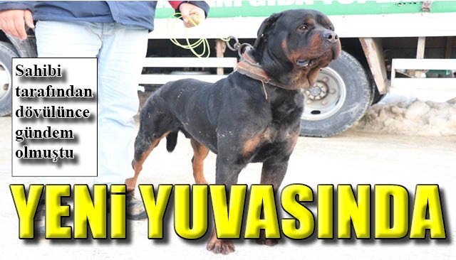 Sahibinden şiddet gören köpek… YENİ YUVASINDA