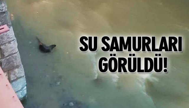 SU SAMURLARI GÖRÜLDÜ!