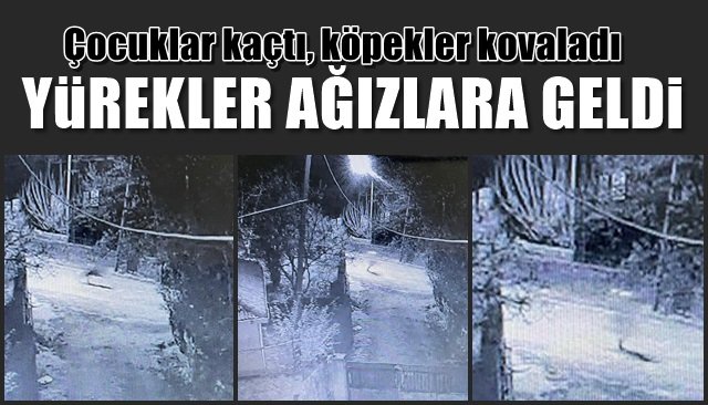 Çocuklar kaçtı, köpekler kovaladı… YÜREKLER AĞIZLARA GELDİ