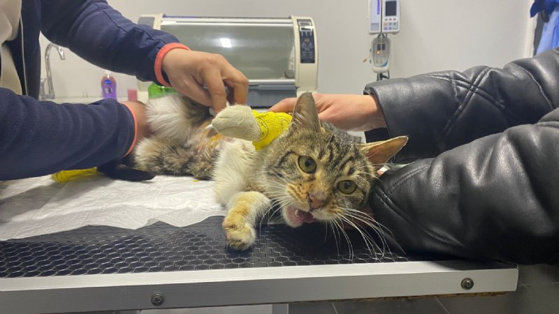 İKİ KEZ KALBİ DURAN KEDİYE ‘KANDİL’ İSMİ VERİLDİ - 4