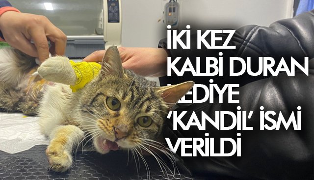 İKİ KEZ KALBİ DURAN KEDİYE ‘KANDİL’ İSMİ VERİLDİ