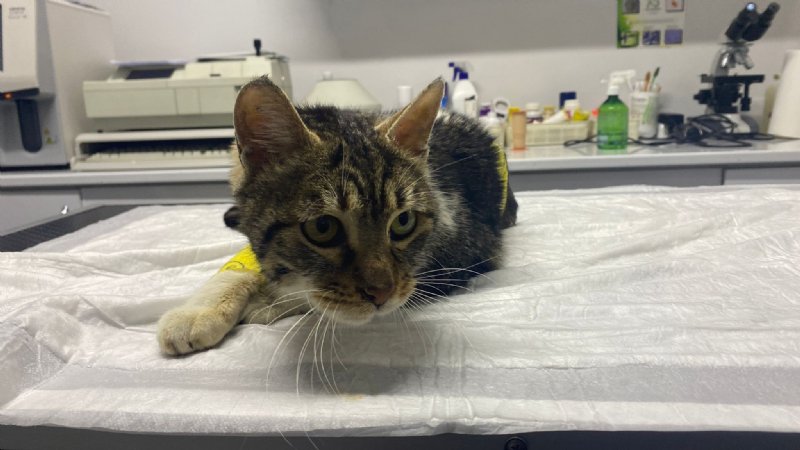 İKİ KEZ KALBİ DURAN KEDİYE ‘KANDİL’ İSMİ VERİLDİ - 2