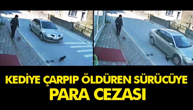 KEDİYE ÇARPIP ÖLDÜREN SÜRÜCÜYE PARA CEZASI