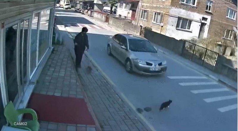 KEDİYE ÇARPIP ÖLDÜREN SÜRÜCÜYE PARA CEZASI - 3