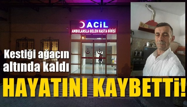 Kestiği ağacın altında kaldı… HAYATINI KAYBETTİ