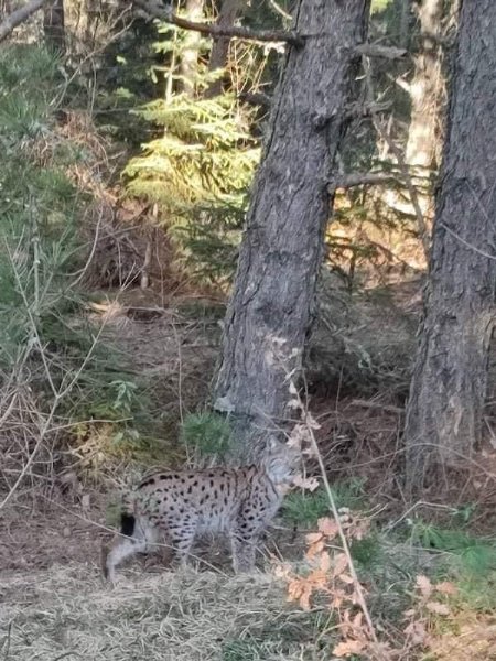 Nesli tükenmekte olan vaşak böyle görüntülendi - 1