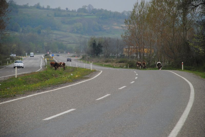 Saldım çayıra mantığında hayvan yetiştiriciliği… KAZAYA DAVET EDİYOR! - 1