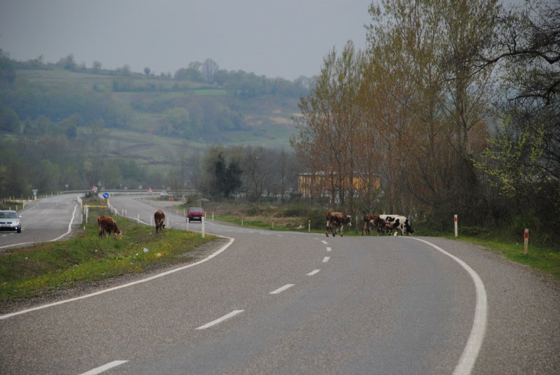 Saldım çayıra mantığında hayvan yetiştiriciliği… KAZAYA DAVET EDİYOR! - 2