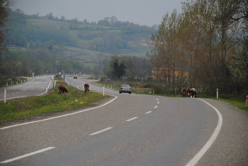 Saldım çayıra mantığında hayvan yetiştiriciliği… KAZAYA DAVET EDİYOR! - 3