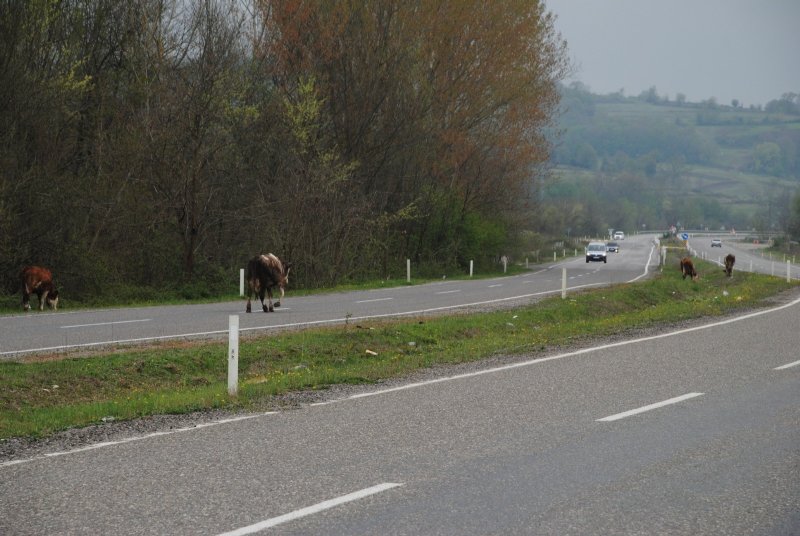 Saldım çayıra mantığında hayvan yetiştiriciliği… KAZAYA DAVET EDİYOR! - 4