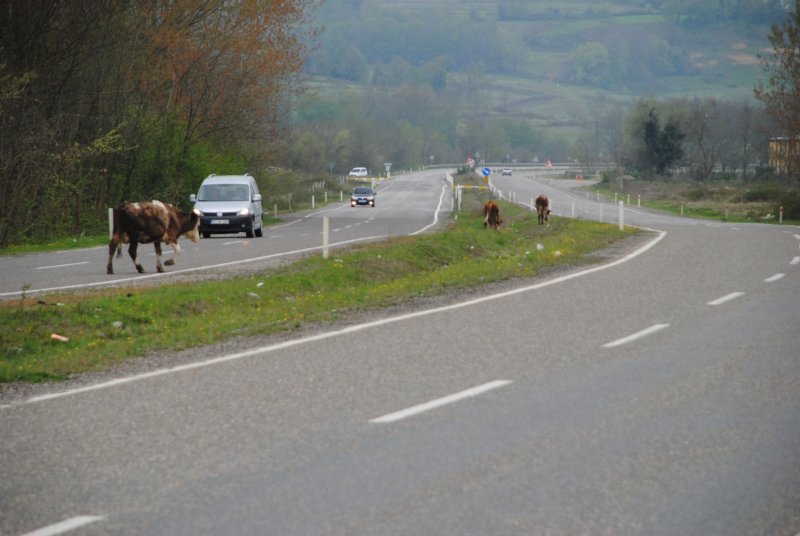 Saldım çayıra mantığında hayvan yetiştiriciliği… KAZAYA DAVET EDİYOR! - 5