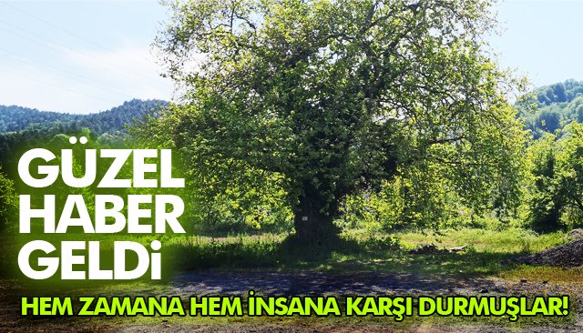 300 YAŞINDA AĞAÇ, ´ANIT AĞAÇ´ OLARAK TESCİLLENDİ