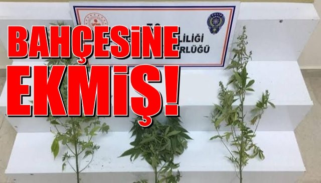 65 kök kenevir bitkisi ele geçirildi… BAHÇESİNE EKMİŞ!