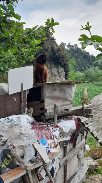 EMEKLİ MAAŞININ BÜYÜK KISMINI 23 YILDIR KEDİLERE HARCIYOR - 2