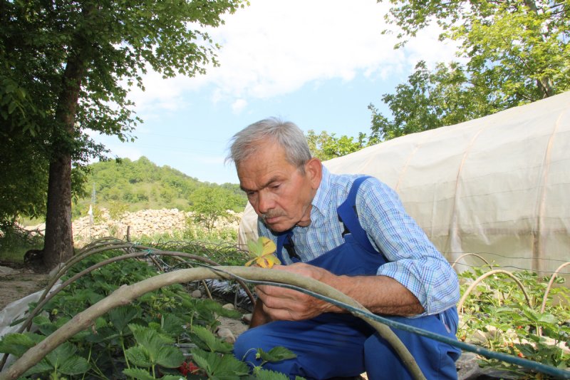 Emekli madenci hayatını tarıma adadı… SİPARİŞE YETİŞEMİYOR - 2