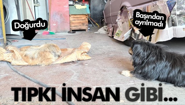 ERKEK, DOĞUM YAPAN DİŞİNİN YANINDAN AYRILMADI