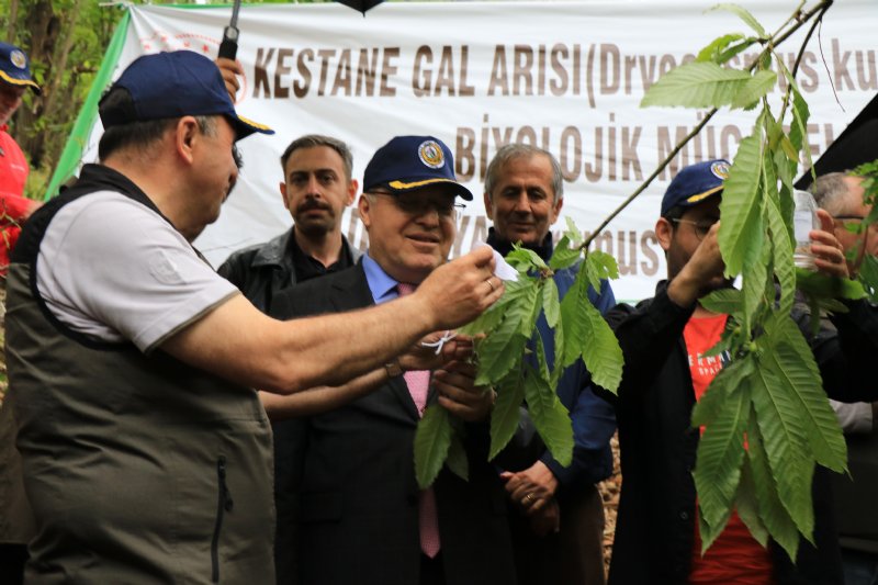 Gal arısıyla mücadele edecek… TERMİNATÖR BÖCEK ZONGULDAK’TA - 3