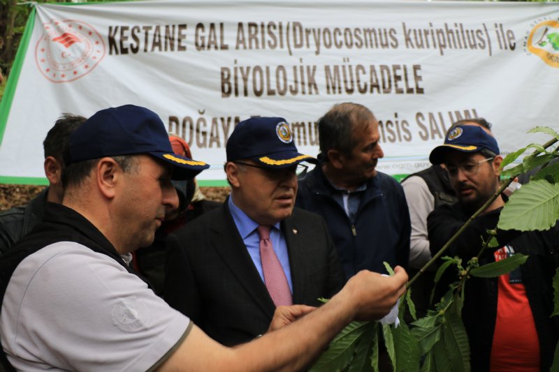 Gal arısıyla mücadele edecek… TERMİNATÖR BÖCEK ZONGULDAK’TA - 4