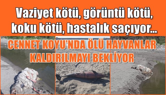 Vaziyet kötü, görüntü kötü, koku kötü, hastalık saçıyor… CENNET KOYU’NDA ÖLÜ HAYVANLAR KALDIRILMAYI BEKLİYOR