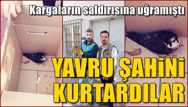 YAVRU ŞAHİNİ KURTARDILAR!