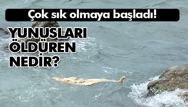 YUNUSLARI ÖLDÜREN NEDİR?