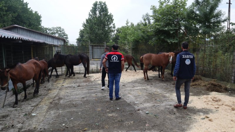 AT ETİ YEDİRECEKLERDİ! - 2